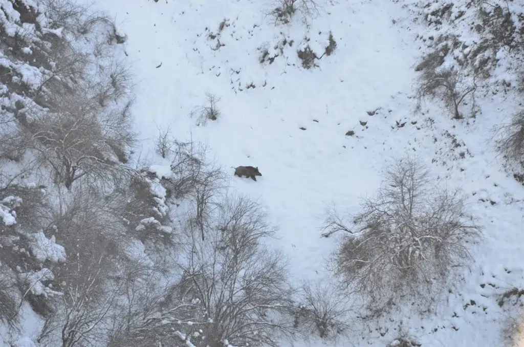 Tadjikistan : Chasse des sangliers attilas