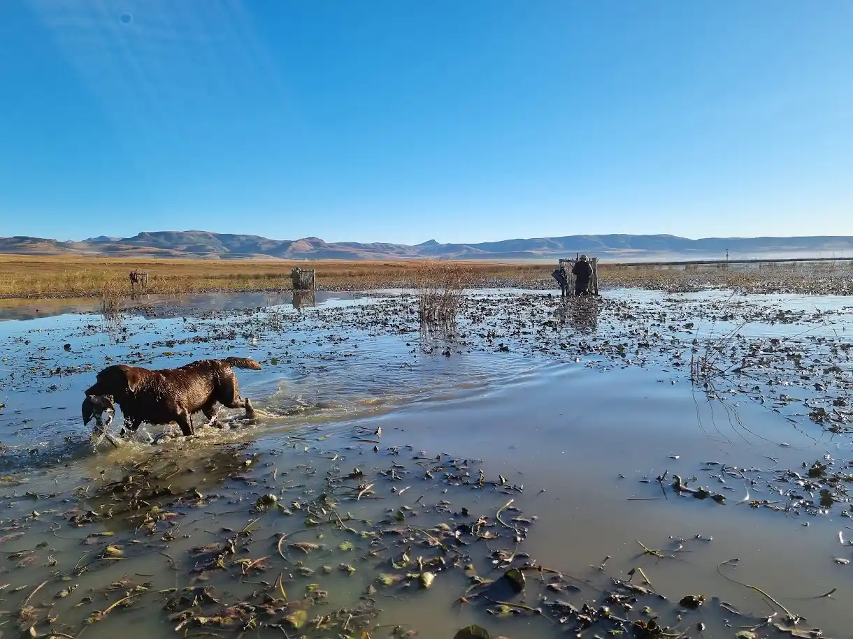 chasse gibier eau Afrique du Sud