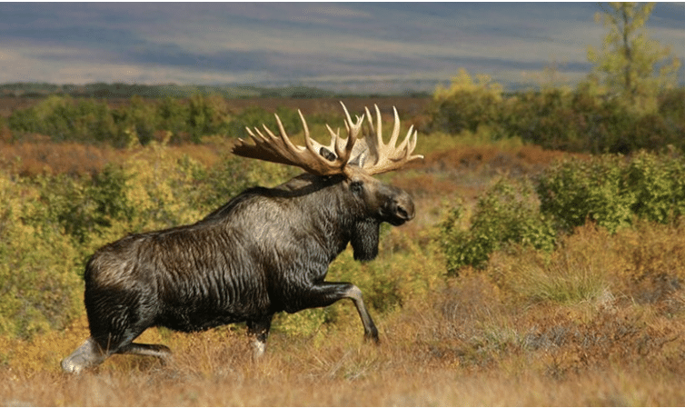 chasse de l'élan au Canada