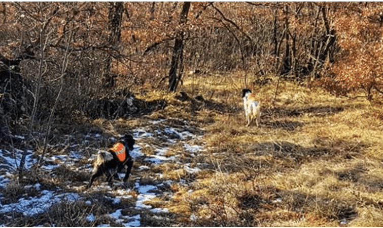 Chasse à la bécasse en Croatie