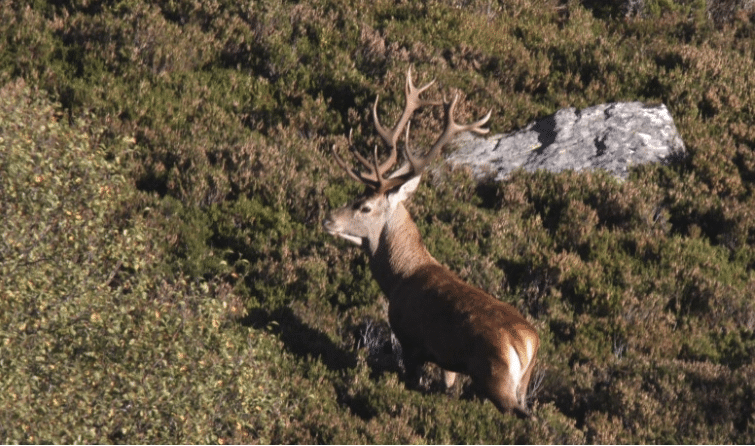 chasse du cerf en Espagne 