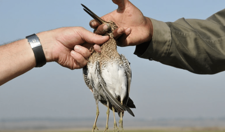 Chasse du petit gibier au Maroc