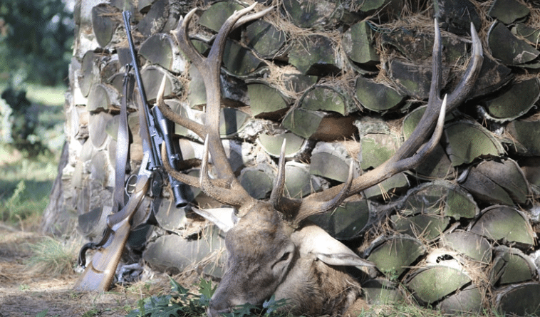 chasse du cerf en Pologne