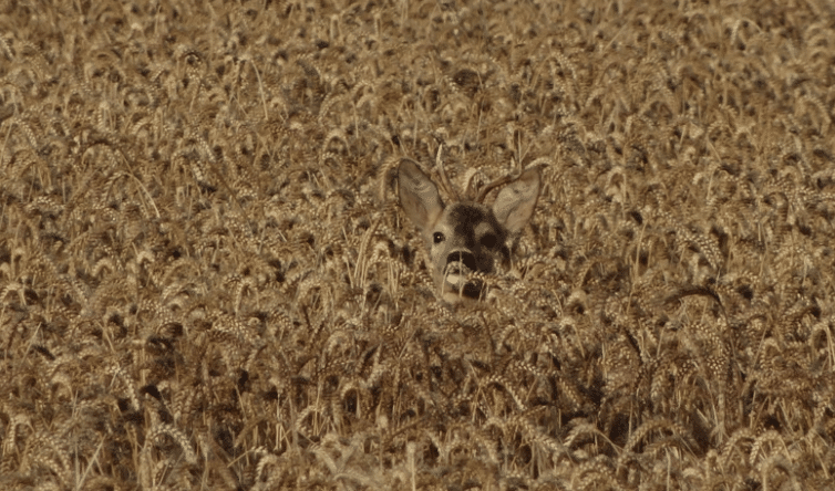 chasse du brocard en Pologne