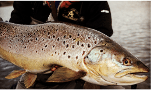 Voyage de pêche à la mouche en Argentine