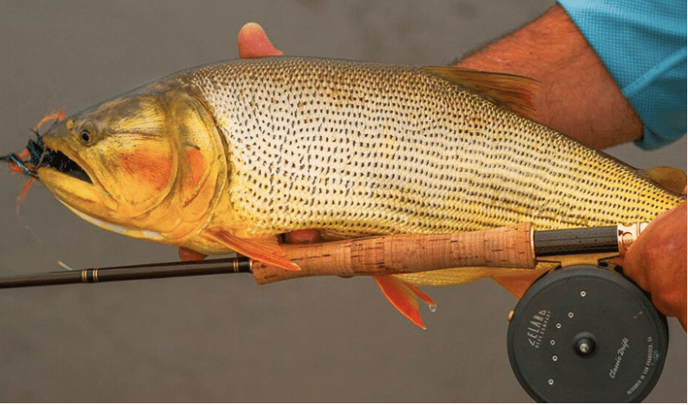 Peche en Argentine du Dorado
