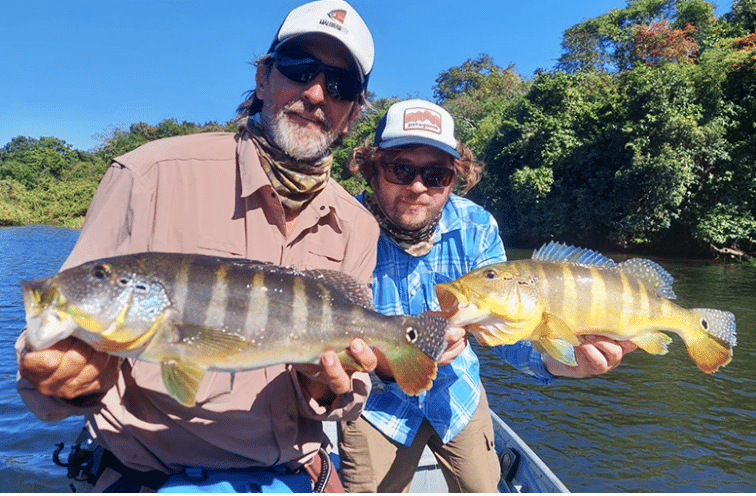 Bresil : peacock bass a la mouche