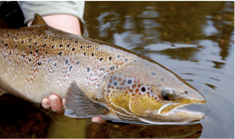 CANADA | PÊCHE DU SAUMON