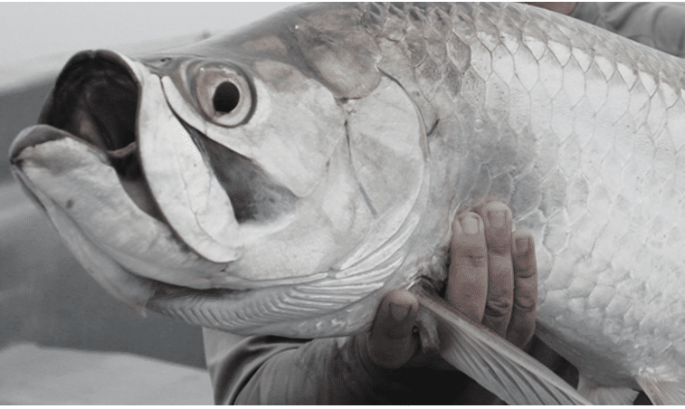 Costa Rica : Pêche à la mouche des tarpons géants