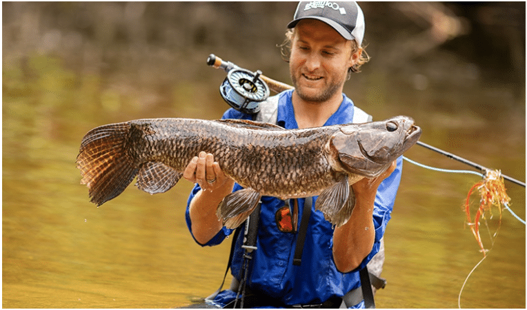 Pêche de l'Aïmara en Guyane