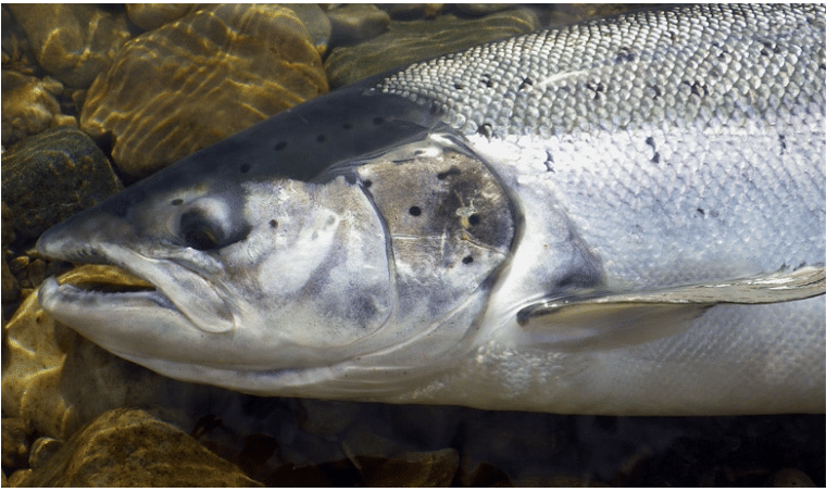 peche du saumon en norvege