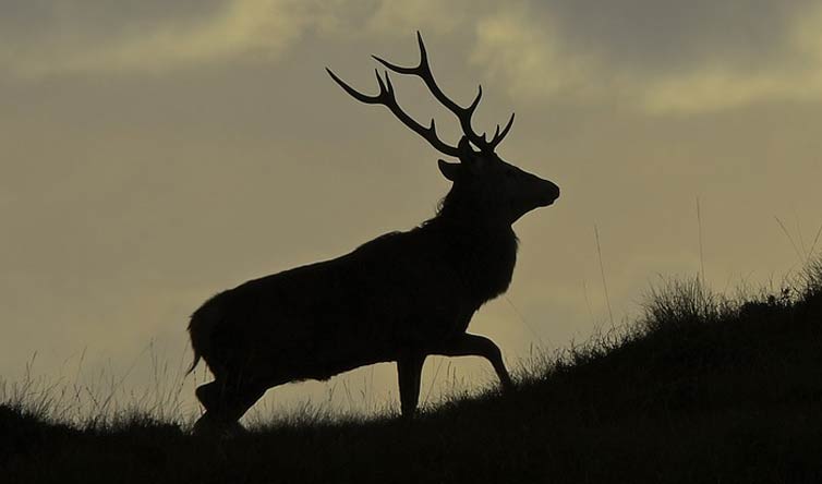 chasse du cerf en Ecosse