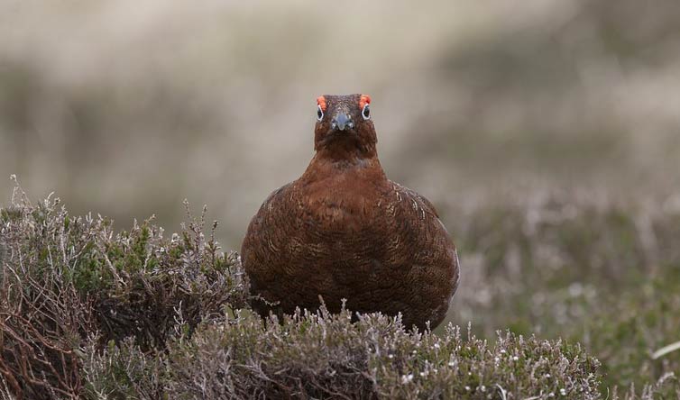 chasse de la grouse en Ecosse