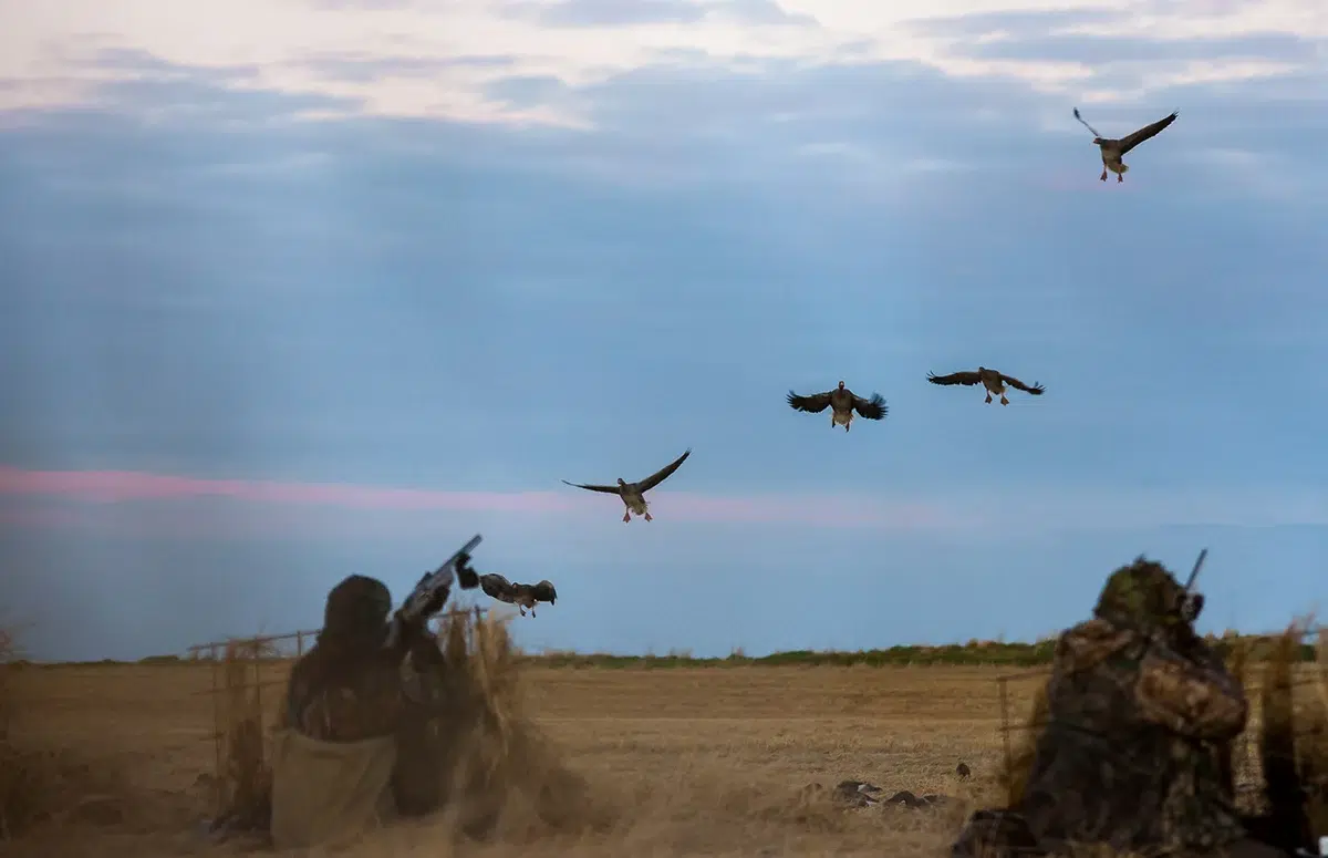 Chasse aux oies en Ecosse