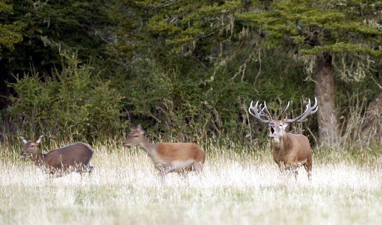 Chasse du cerf en Argentine