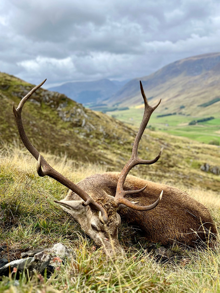 cerf-ecosse5