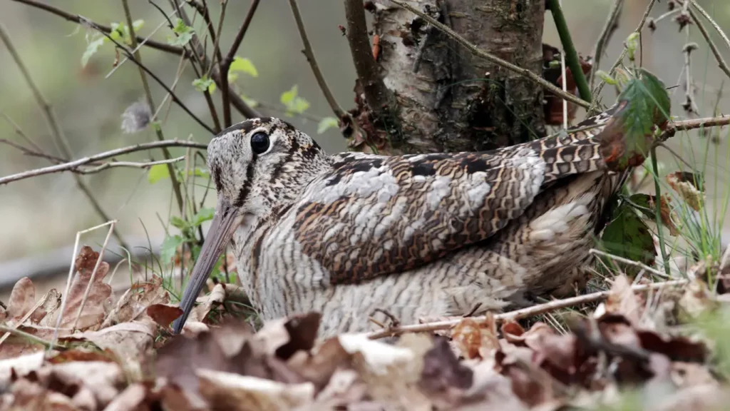 Chasse à la bécasse en Croatie