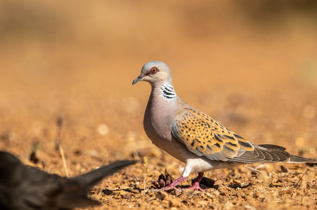 chasse des tourterelles au Maroc