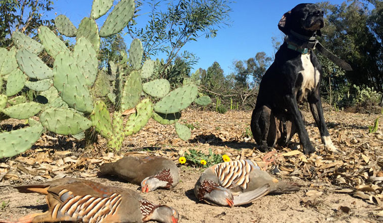 chasse de la perdrix au Maroc