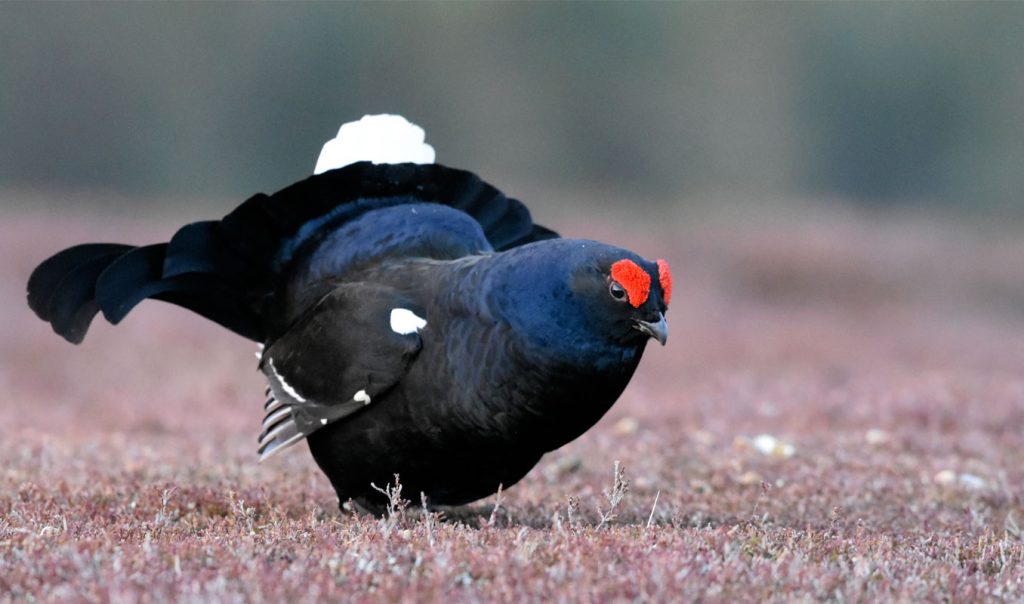 Chasse du tetras au Kazakhstan