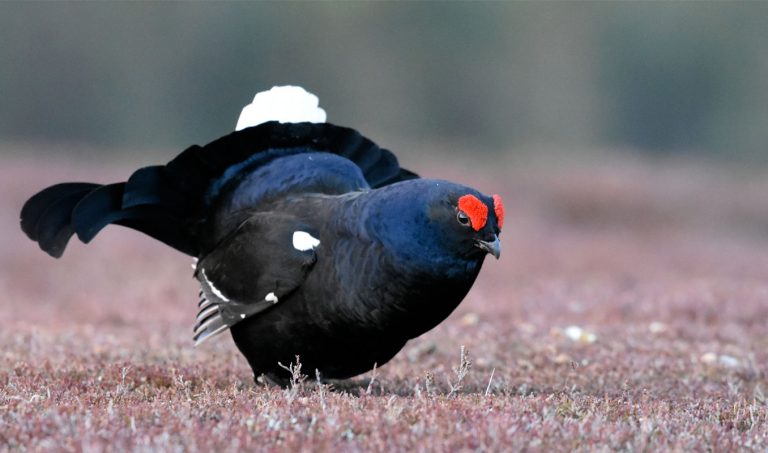 Chasse du tetras au Kazakhstan
