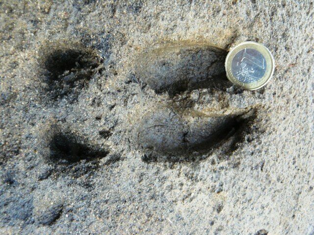 Trace d'un chevreuil de Sibérie