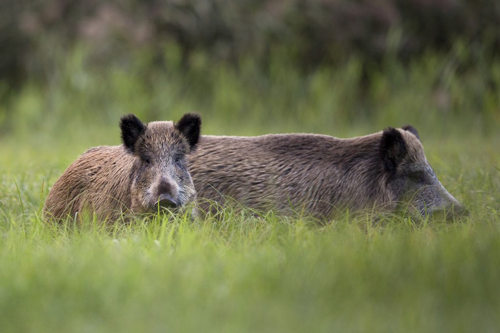 chasse du sanglier en été