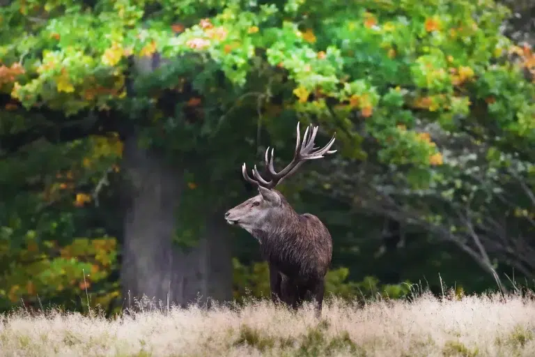 Chasse du cerf en Espagne