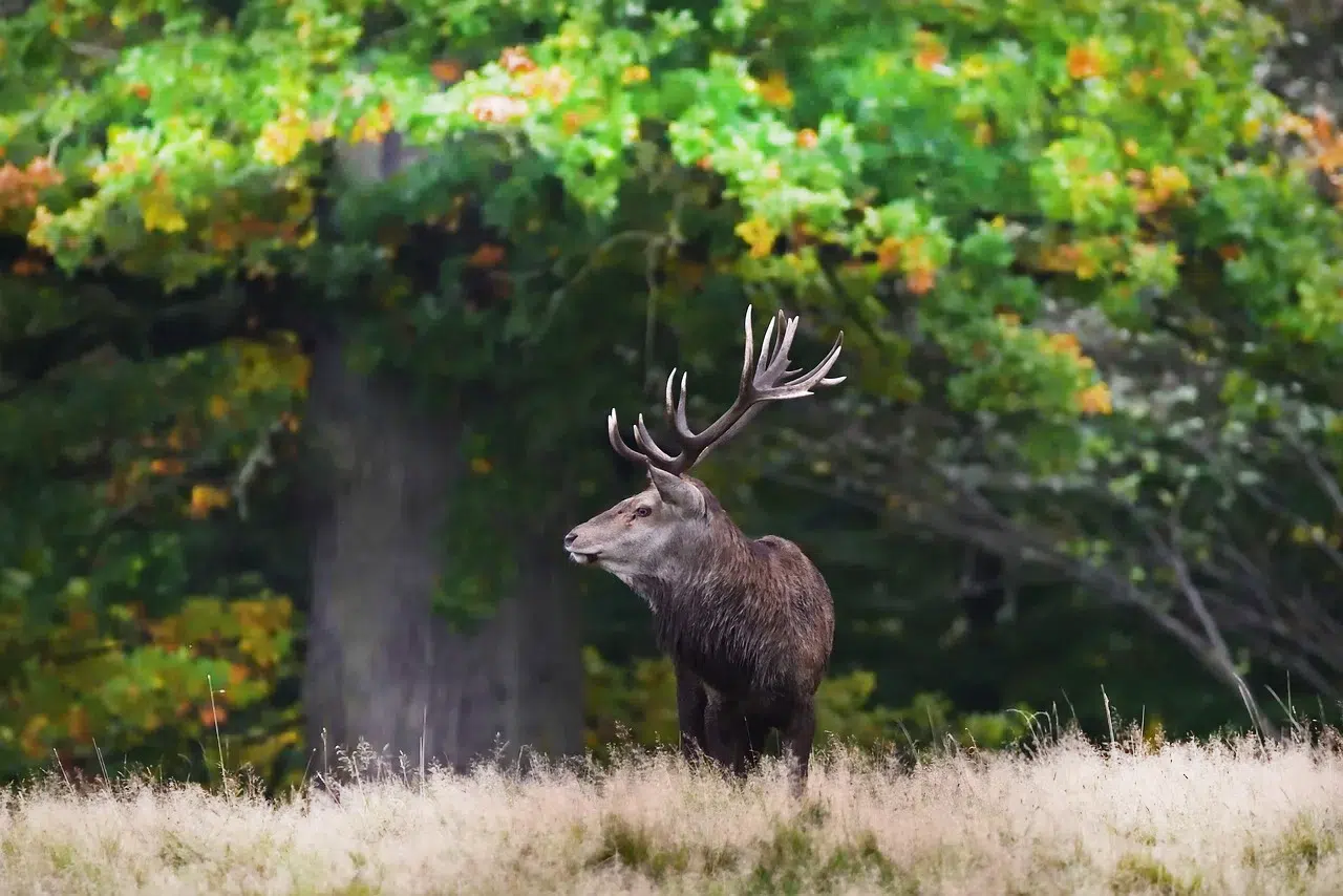 Chasse du cerf en Espagne