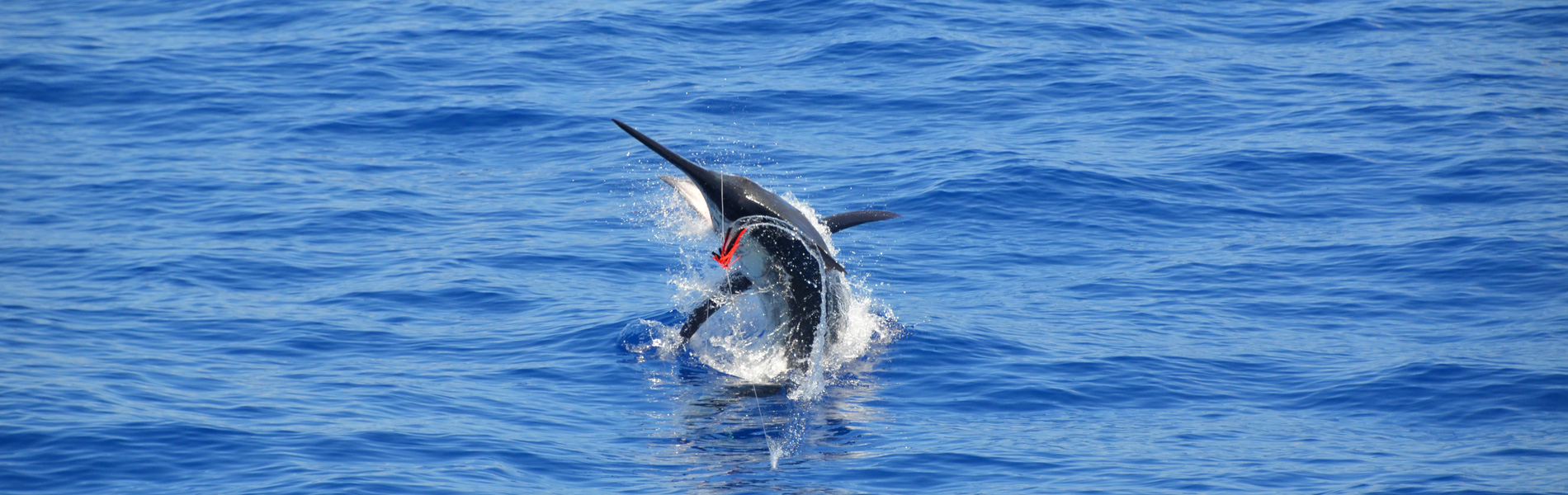 Pêche du Marlin à Rodrigues