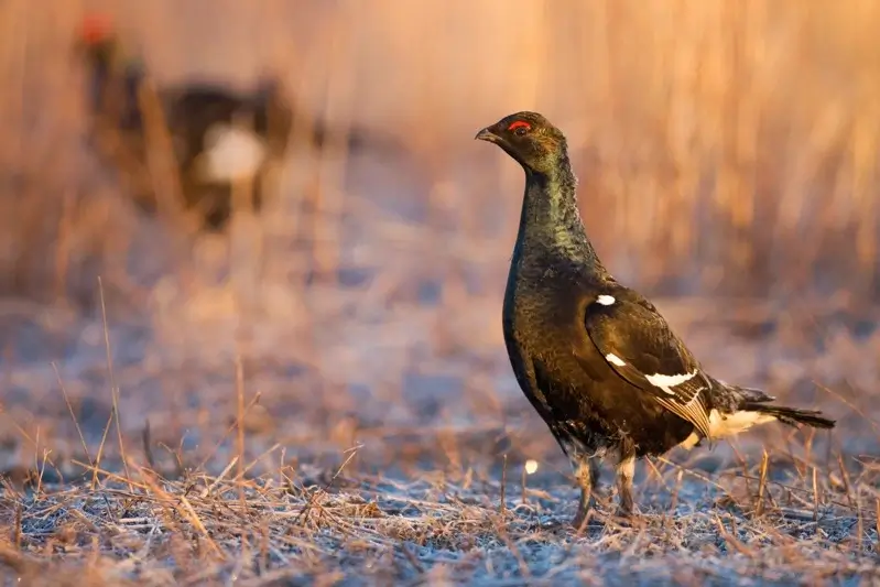 Kazakhstan : chasse des tétras-lyres