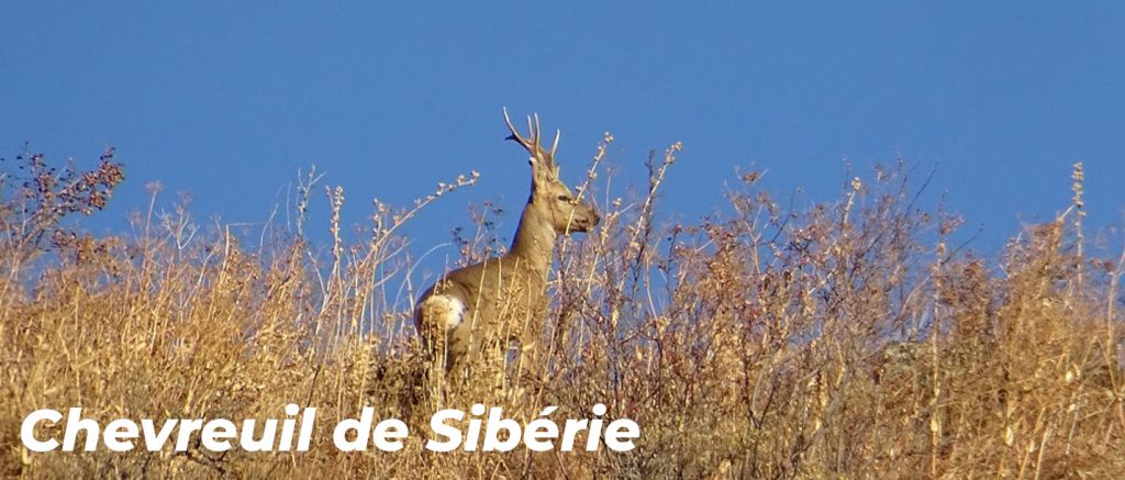 Chevreuil de Sibérie : et si vous partiez à la quête du Graal ?!!