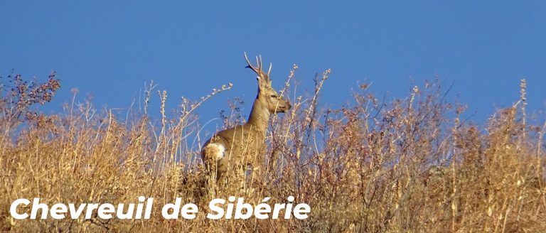 Chevreuil de Sibérie : et si vous partiez à la quête du Graal ?!!