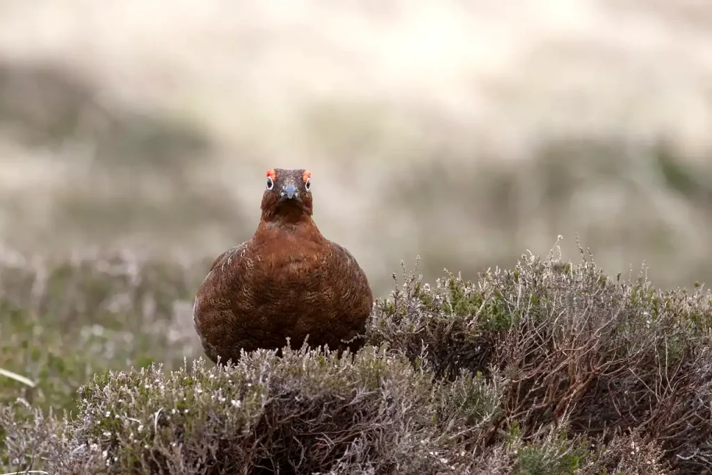chasse petit gibier Ecosse