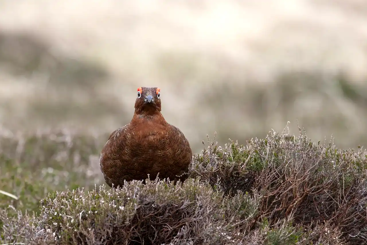 chasse petit gibier Ecosse