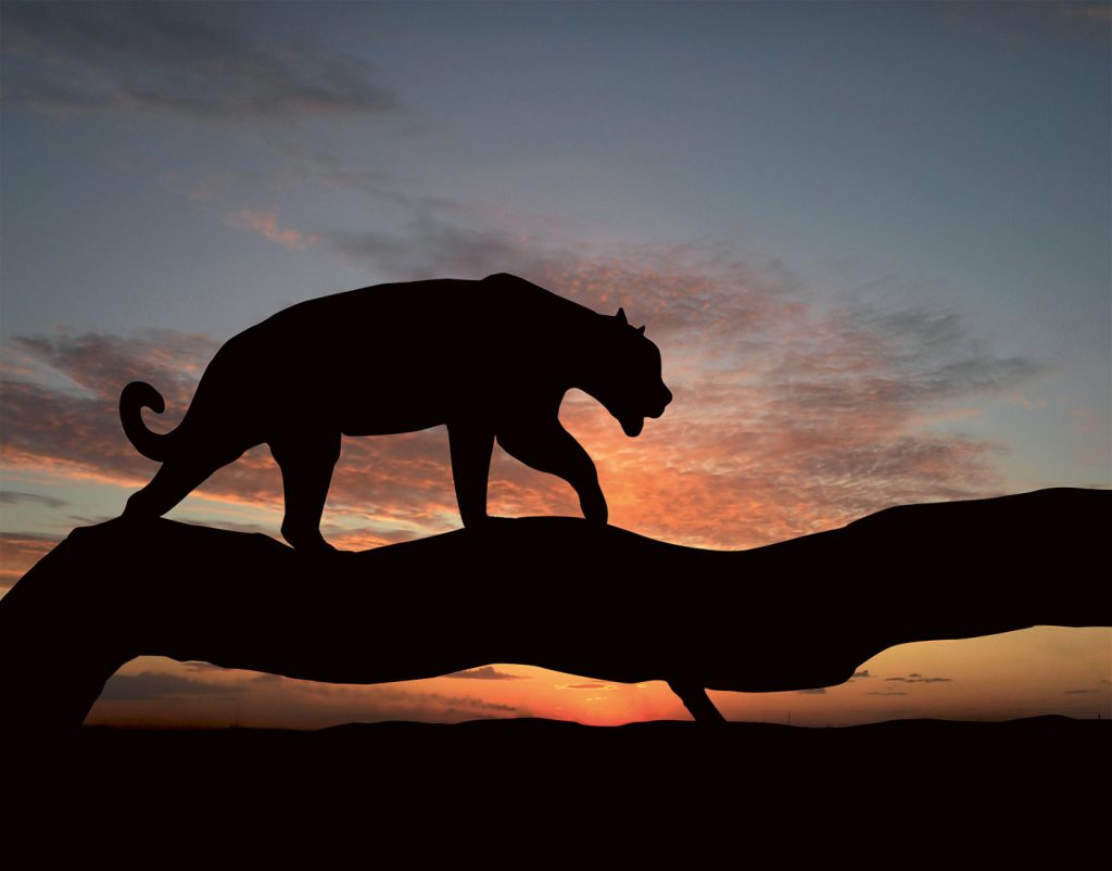 Chasse en Centrafrique