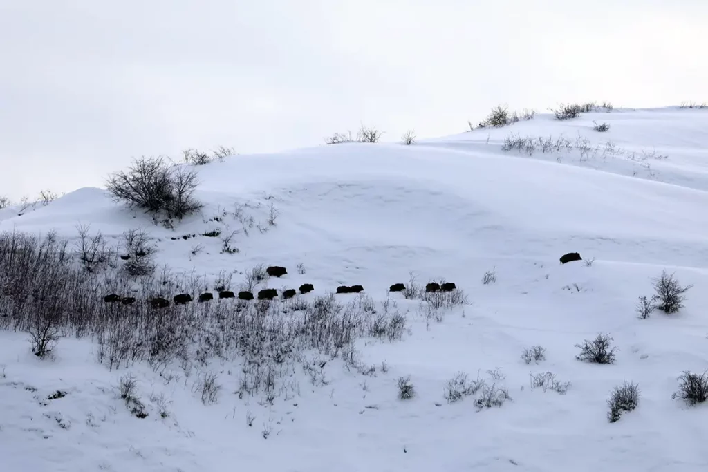 sangliers Attila au Tadjikistan
