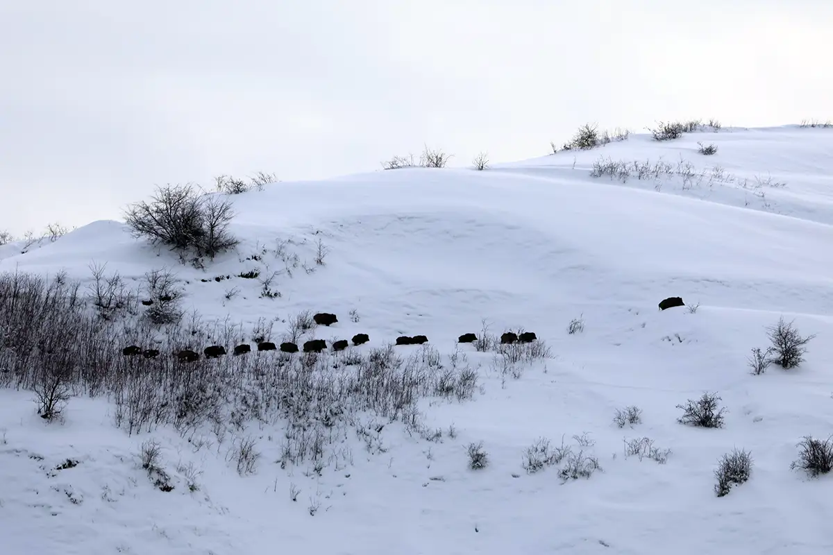 sangliers Attila au Tadjikistan