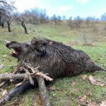 sanglier attila Tadjikistan