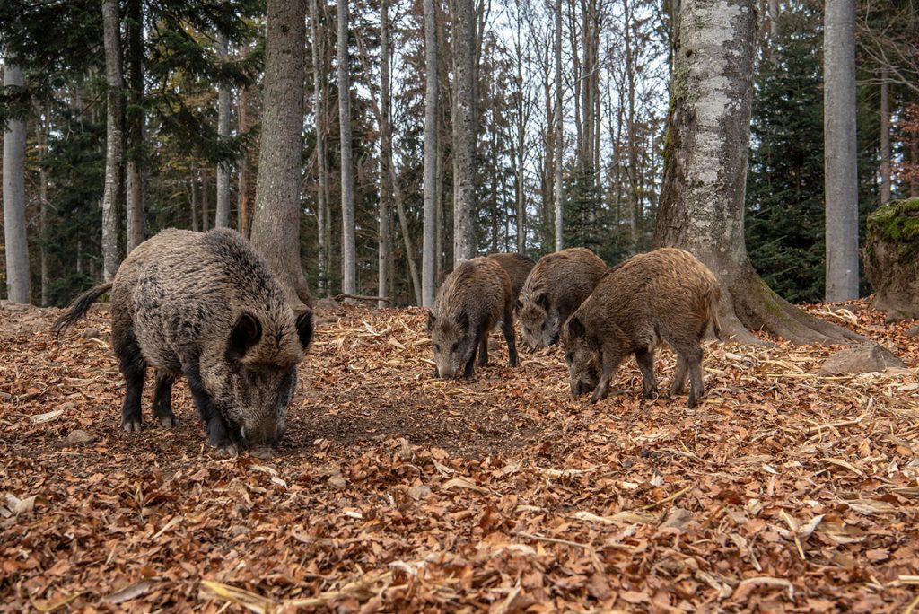 Chasse du sanglier en Croatie