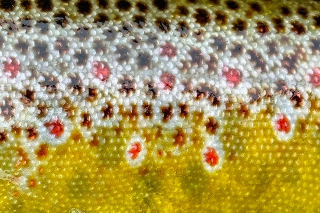 Peche à la mouche en Ecosse