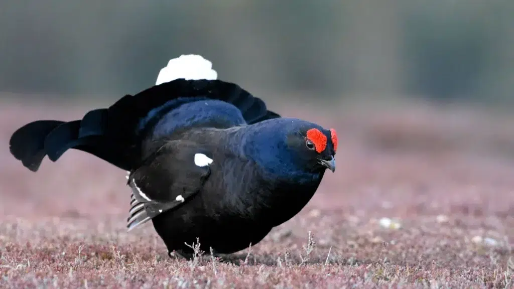 chasse en Asie centrale