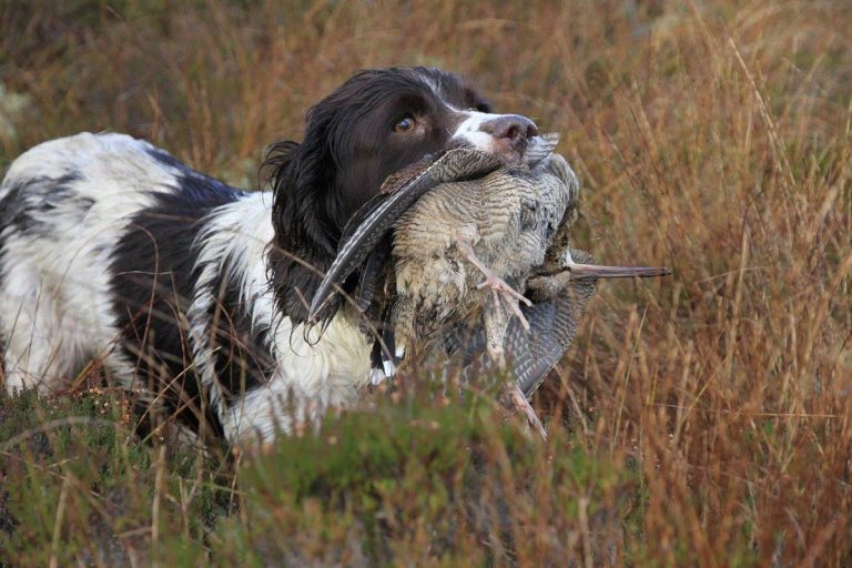 chasse en Irlande