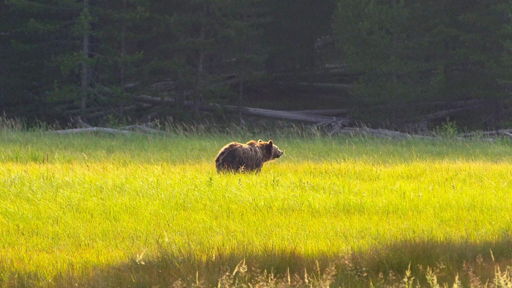 Chasse à l'ours brun en Alaska