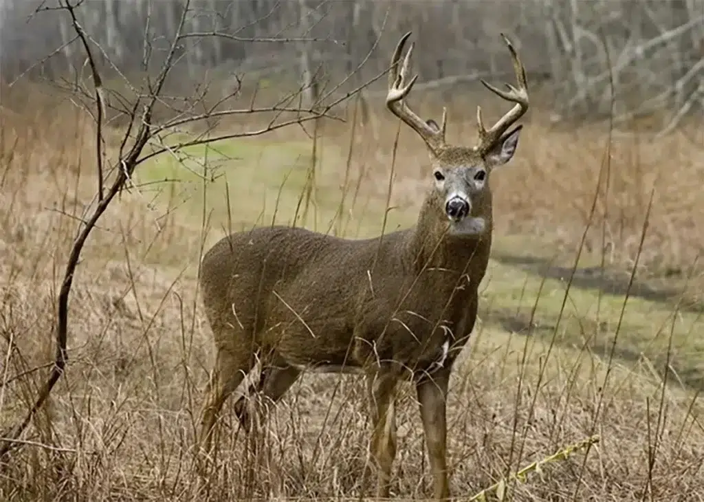 chasse du cerf de Virginie