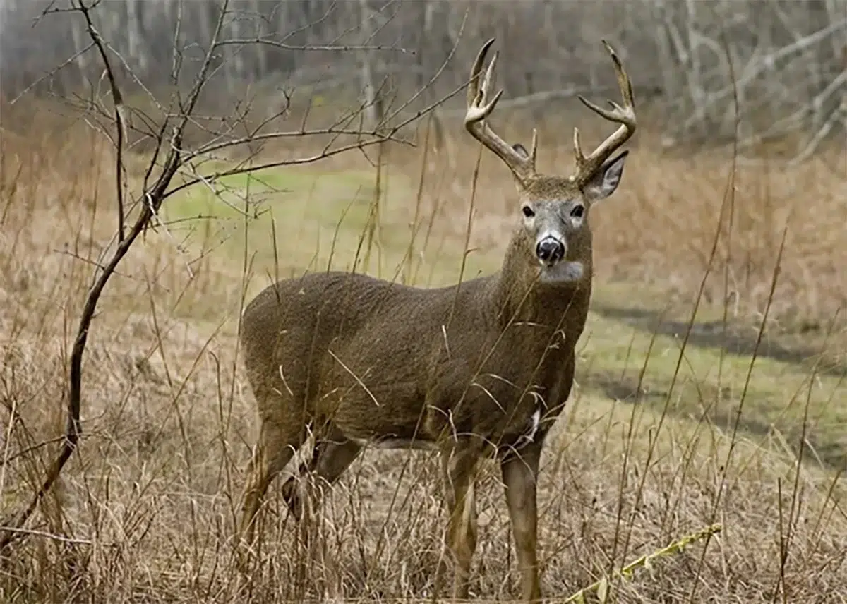 chasse du cerf de Virginie
