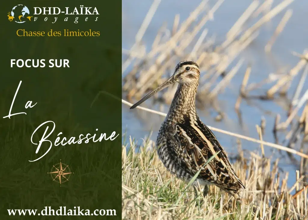 chasse de la bécassine en France et l'étranger