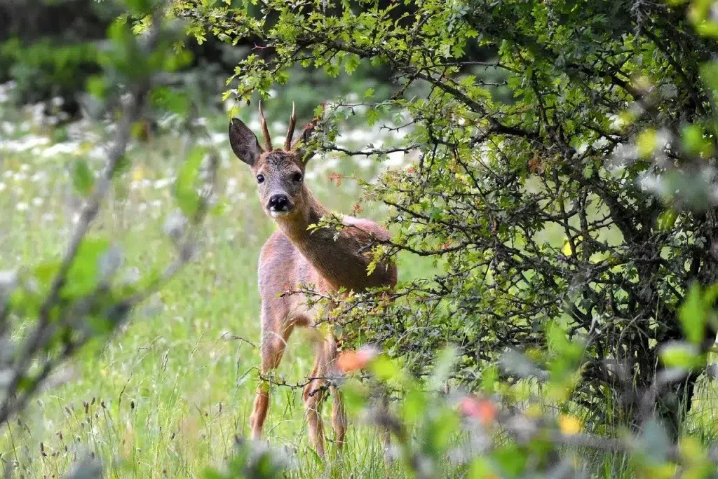 chasse du brocard à l'approche