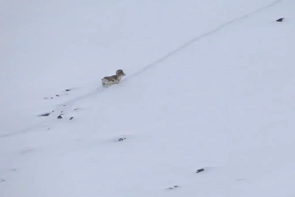 Chasse du mouflon de Marco Polo en Asie Centrale