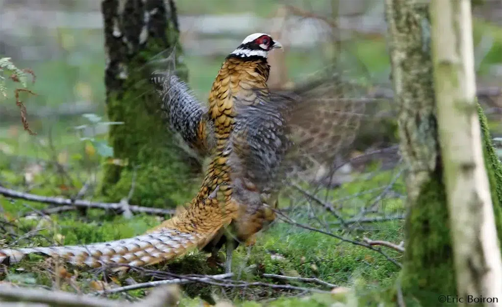 La chasse du faisan vénéré